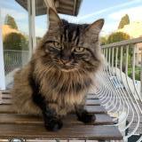 Photo de chat perdu à Creteil