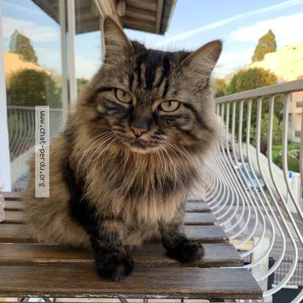 Photo 1/1 Pin's Chat perdu à Creteil