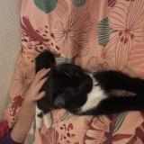 Photo de chat trouvé à Villeurbanne