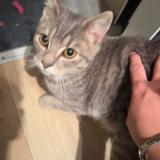 Photo de chat trouvé à Machelen