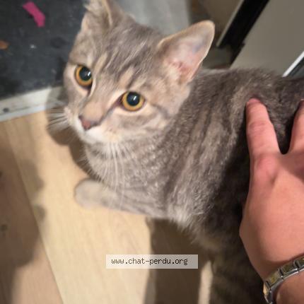 Photo 1/1 Chat trouvé Trouvé à Machelen