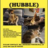 Photo de chat perdu à Tucson