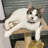 Photo de chat perdu à Conflans Sainte Honorine