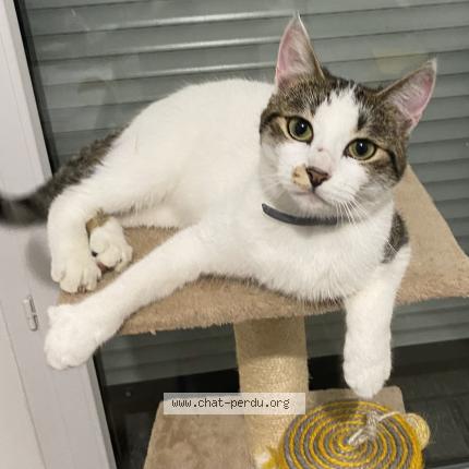 Photo 1/1 Nour Chat perdu à Conflans sainte honorine