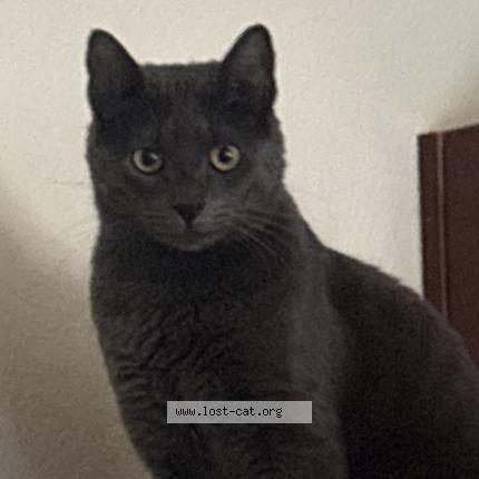 Photo 1/1 Rocket Chat perdu à Colorado springs