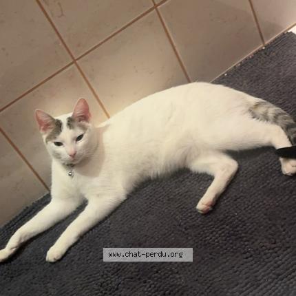 Photo 1/1 Snow Chat perdu à Hertzing