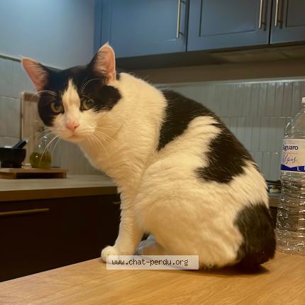 Photo 1/1 Choupy Chat perdu à Le pian medoc