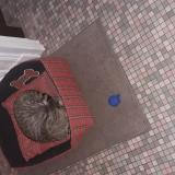 Photo de chat trouvé à Lamorlaye