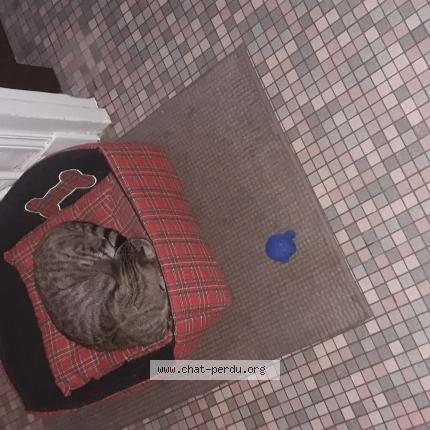 Photo 1/1 Chat retrouvé Trouvé à Lamorlaye