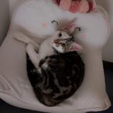 Photo de chat perdu à Ferrieres D Aunis