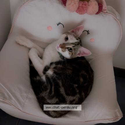 Photo 1/1 Aristo Chat perdu à Ferrieres d aunis