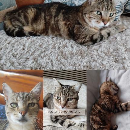 Photo 1/1 Filou Chat perdu à Valergues