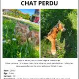 Photo de chat perdu à Begles