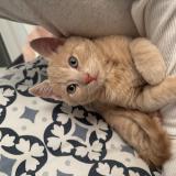 Photo de chat perdu à Toulouse