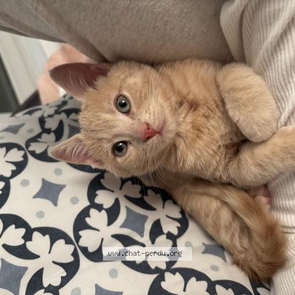 Photo 1/1 Molière Chat perdu à Toulouse