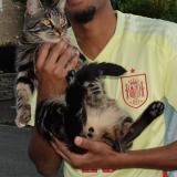 Photo de chat perdu à Dourdan