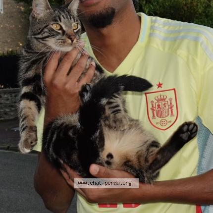 Photo 1/1 Chat retrouvé Perdu à Dourdan