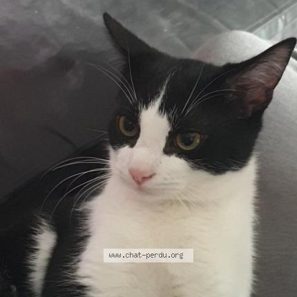 Photo de chat perdu à Lognes