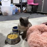 Photo de chat trouvé à Mcmasterville