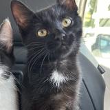 Photo de chat perdu à La Wantzenau