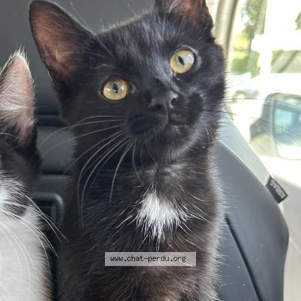 Photo 1/1 AYA Chat perdu à La wantzenau