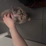 Photo de chat trouvé à Lille