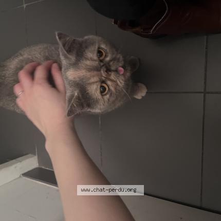 Photo 1/1 Chat retrouvé Trouvé à Lille