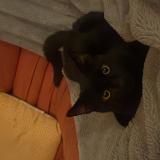 Photo de chat perdu à La Rochelle