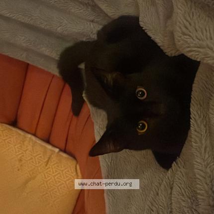 Photo 1/1 Shuri Chat perdu à La rochelle