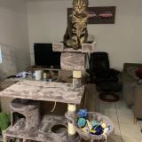 Photo de chat perdu à Labessiere Candeil