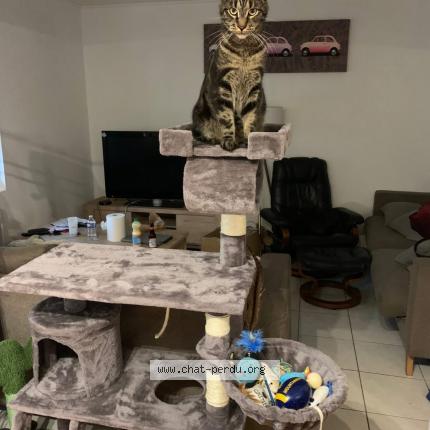 Photo 1/1 Chat retrouvé Perdu à Labessiere candeil