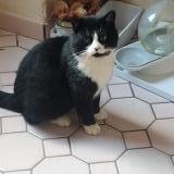 Photo de chat trouvé à Ploeren