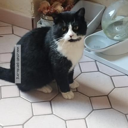 Photo 1/1 Chat trouvé Trouvé à Ploeren