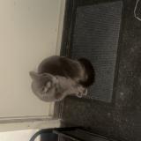 Photo de chat trouvé à Strasbourg