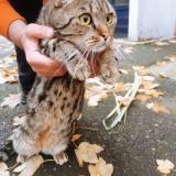Photo de chat trouvé à Paris
