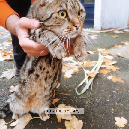 Photo 1/1 Chat trouvé Trouvé à Paris