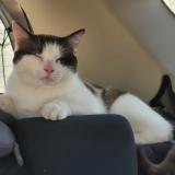 Photo de chat perdu à Galan