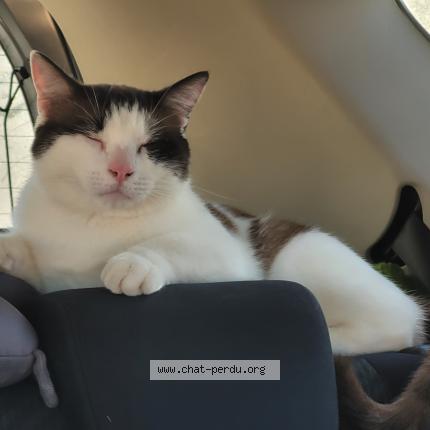 Photo 1/1 Chat retrouvé Perdu à Galan