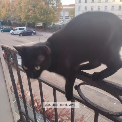Photo 1/1 Chat retrouvé Perdu à Nantes