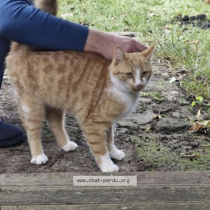 Photo 1/1 Chat trouvé Trouvé à Annequin