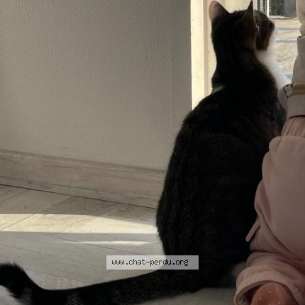 Photo 1/1 Lily Chat perdu à Saint aubin des preaux