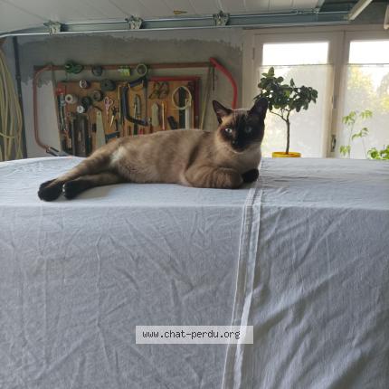 Photo 1/1 Yoda Chat perdu à Colayrac st cirq