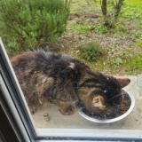 Photo de chat trouvé à Les Peintures