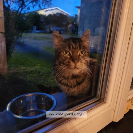 Photo 2/3 Chat trouvé Trouvé à Les peintures