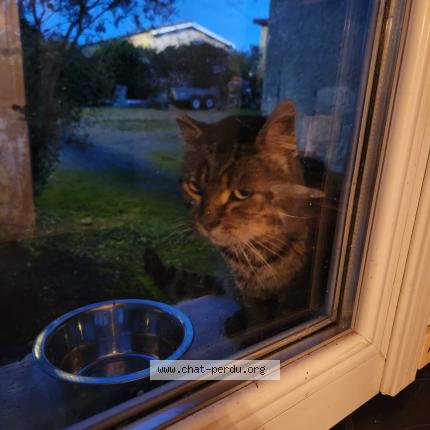 Photo 3/3 Chat trouvé Trouvé à Les peintures