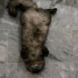 Photo de chat perdu à Dera Ghazi Khan