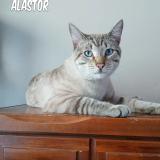 Photo de chat perdu à Caldwell