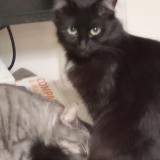 Photo de chat perdu à Gy