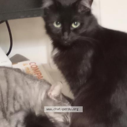 Photo 1/1 Chat retrouvé Perdu à Gy