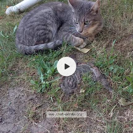 Photo 1/1 Grizzou Chat perdu à St just malmont
